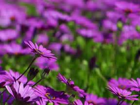 Gorgeous Purple flowers