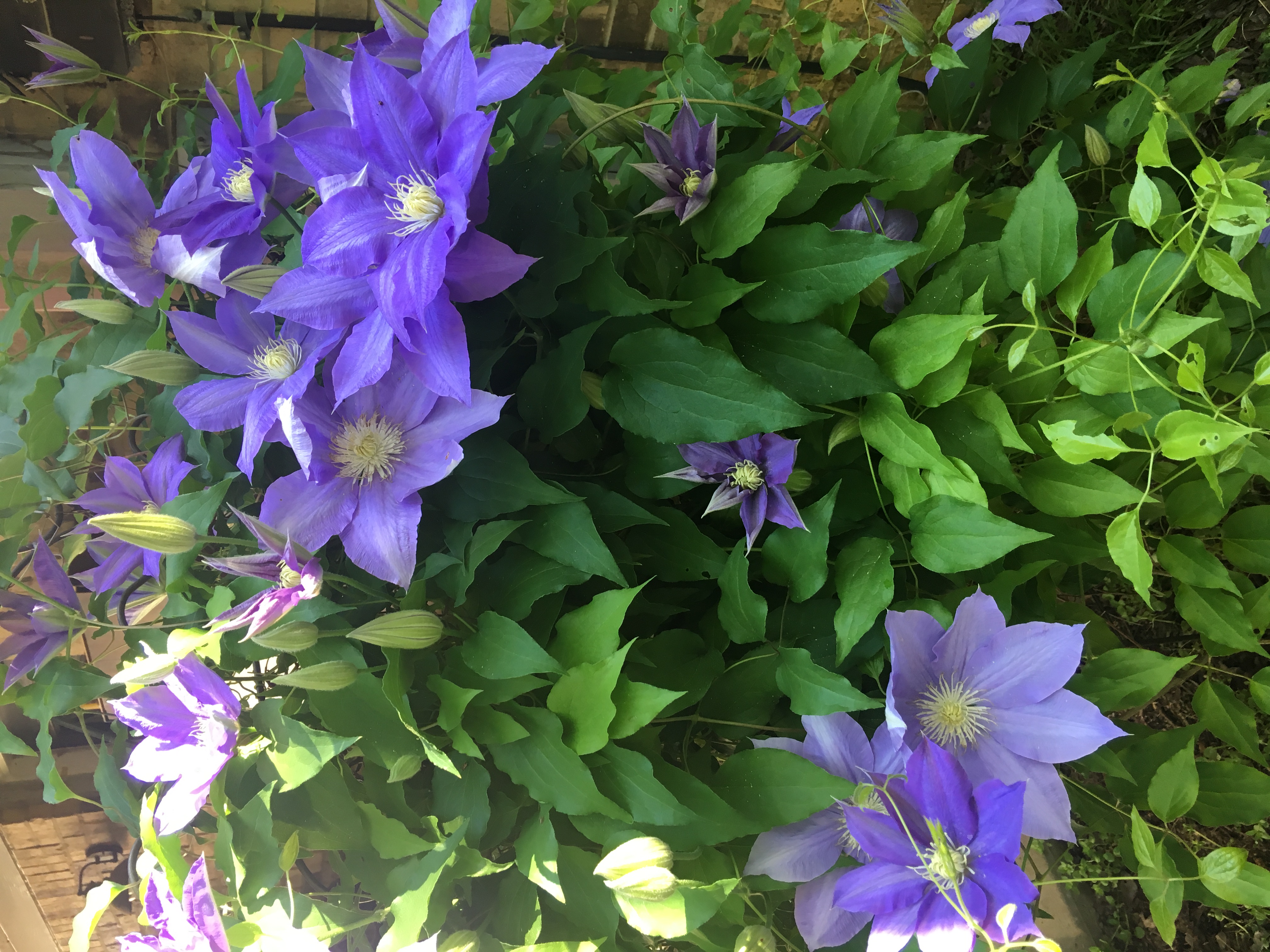 Clematis bloomed for the dogs