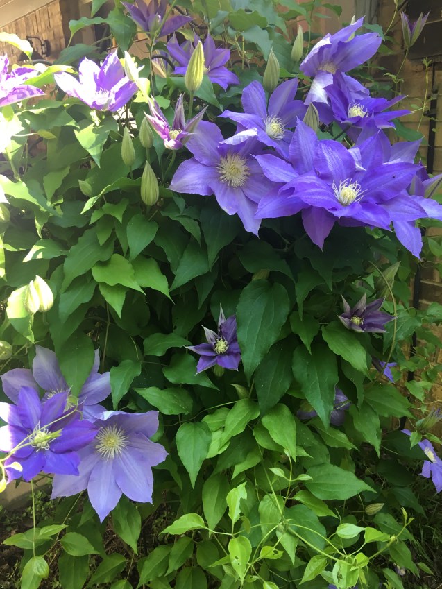 Clematis bloomed for the dogs